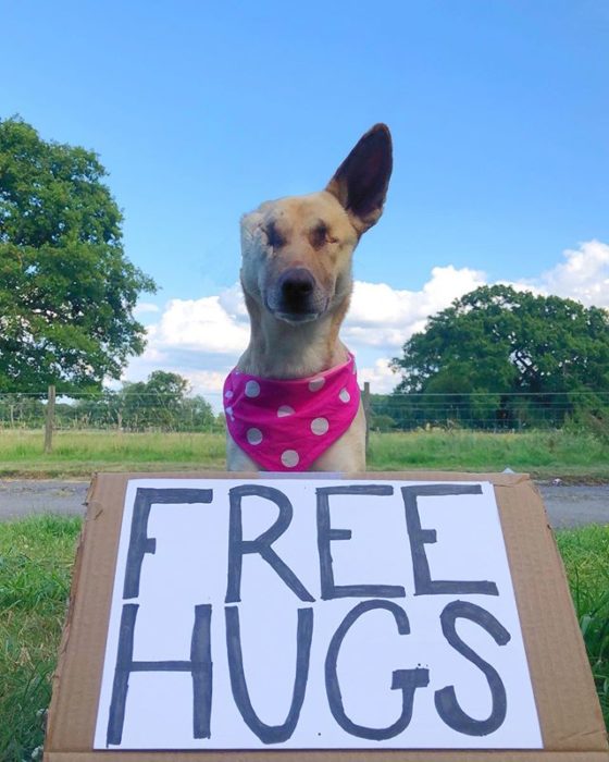 Abrazos de cachorros 