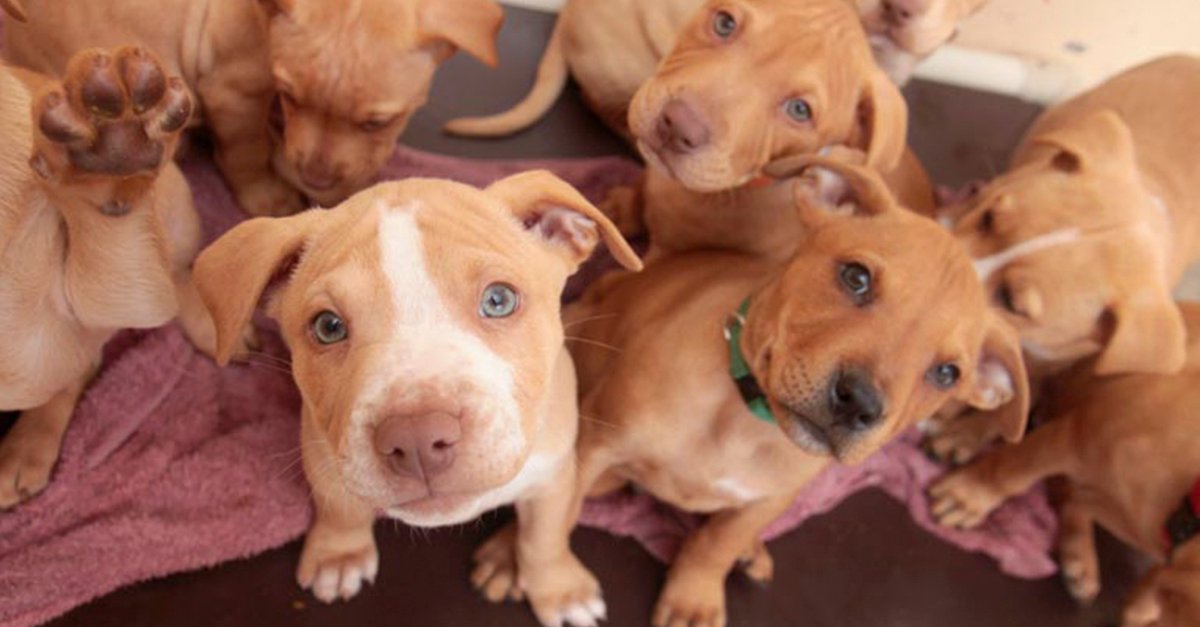 En Colombia, cortarle la cola y las orejas a los perros será un delito
