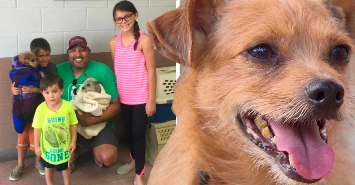 Encontraron a su perro y también adoptaron a su mejor amigo