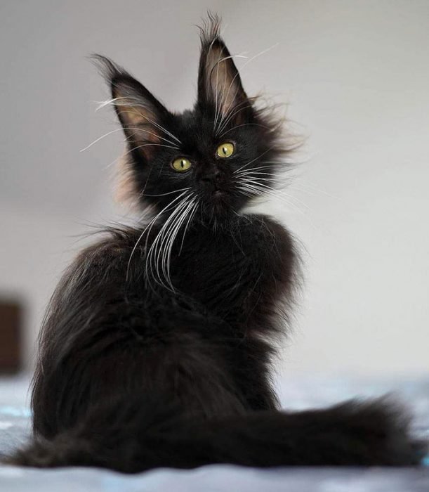 adorables gatos Maine Coon