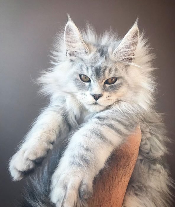 adorables gatos Maine Coon