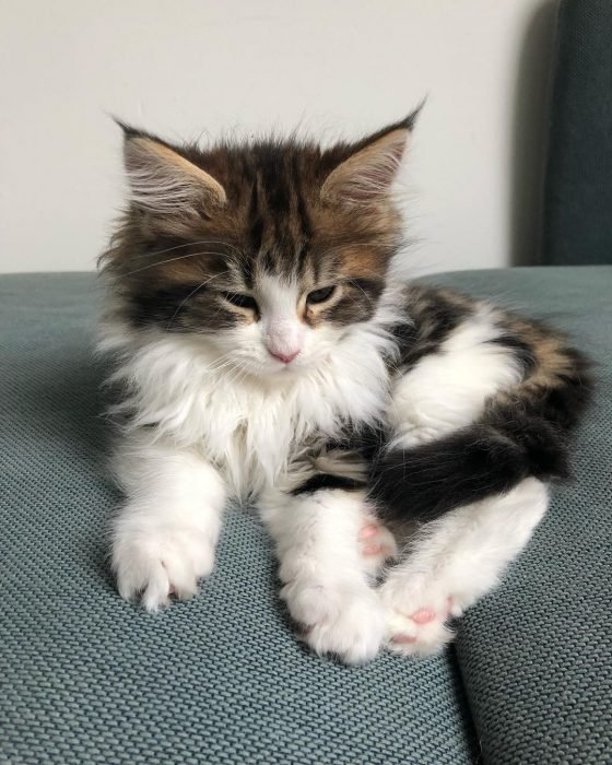 adorables gatos Maine Coon