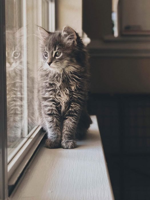 adorables gatos Maine Coon