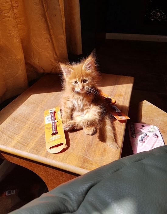 adorables gatos Maine Coon