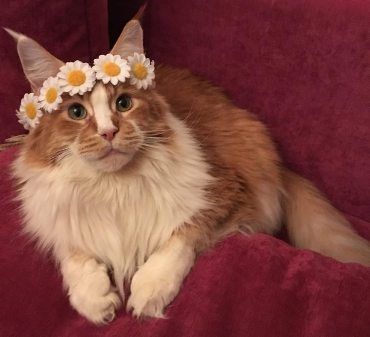 adorables gatos Maine Coon
