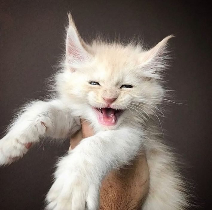 adorables gatos Maine Coon
