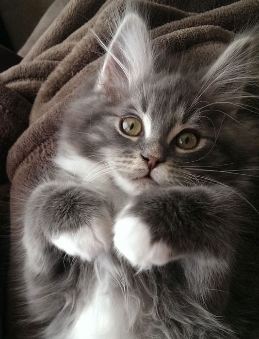 adorables gatos Maine Coon
