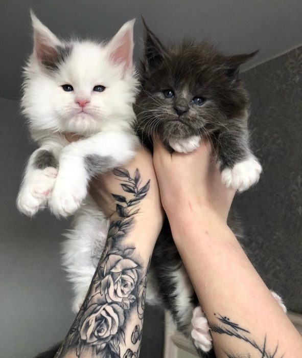 adorables gatos Maine Coon