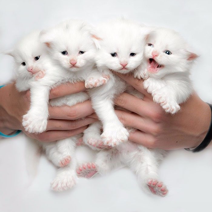 adorables gatos Maine Coon