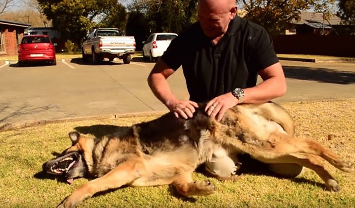 Hombre acariciando perro pastor alemán