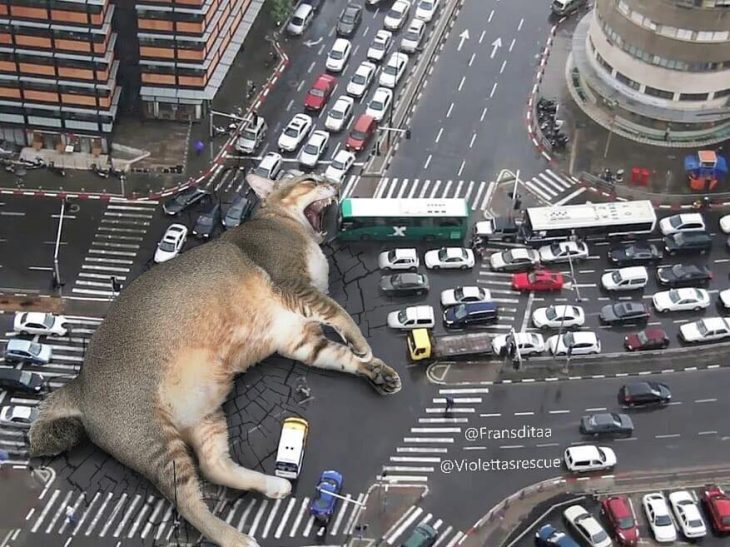Gatodzilla