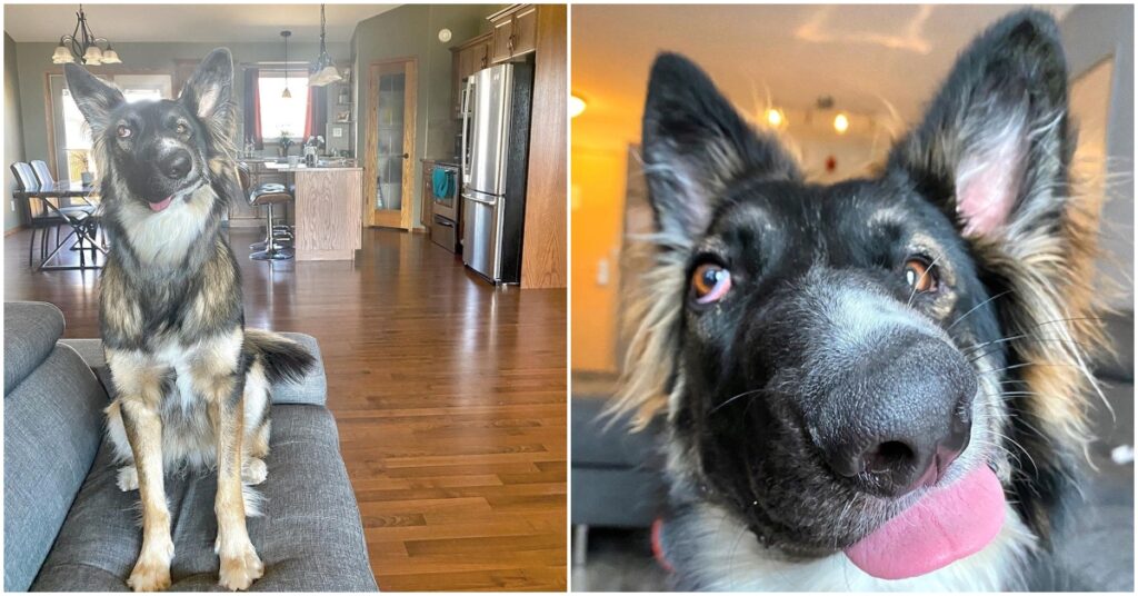 El perro con una deformidad en la cara que se hizo popular en Internet