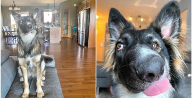 El perro con una deformidad en la cara que se hizo popular en Internet