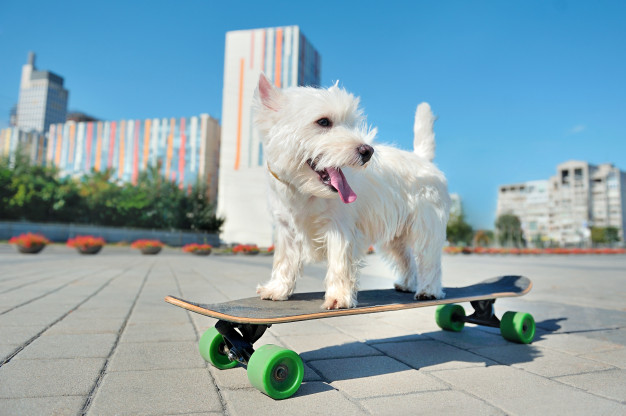 usar patineta