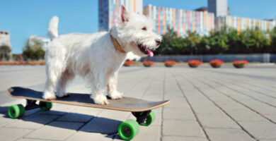 Es Darrel, el cachorro que aprendió a usar la patineta en cuarentena
