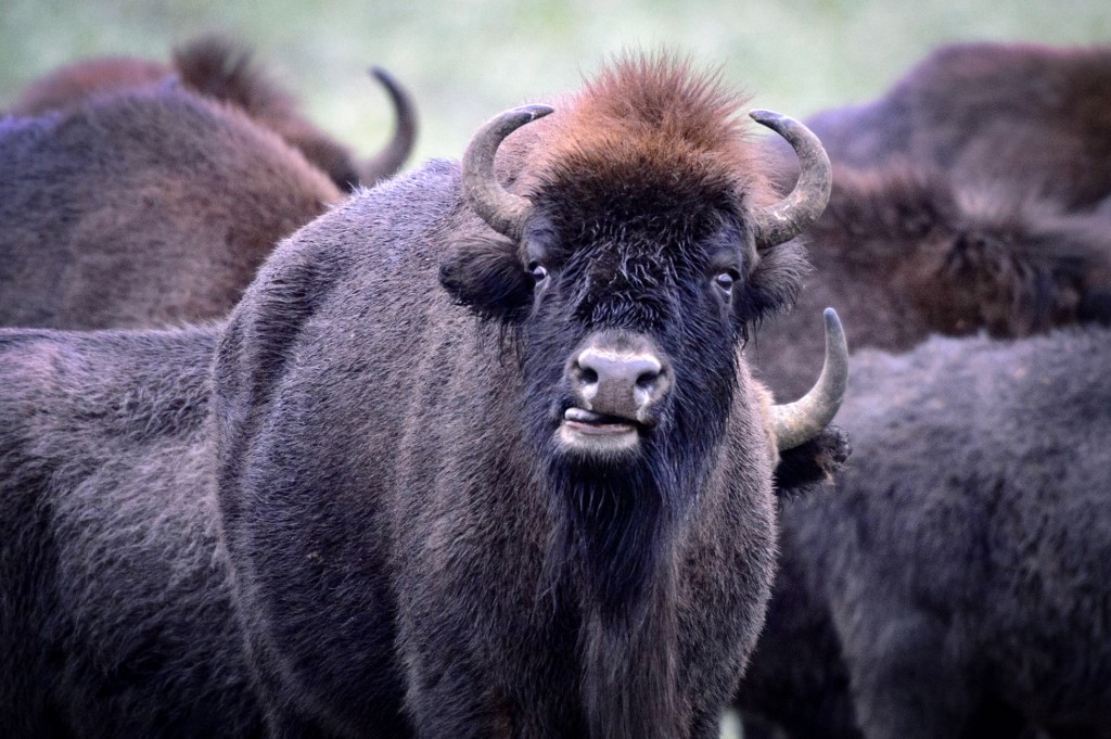 Bisonte ataca a mujer