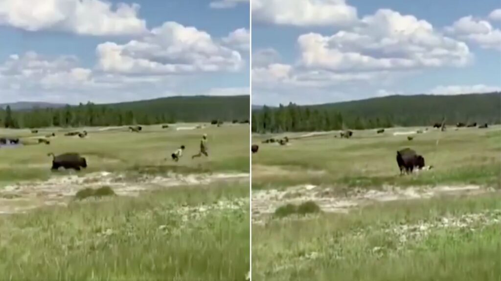 Esposa se hizo la muerta para evitar violentos ataques de bisontes