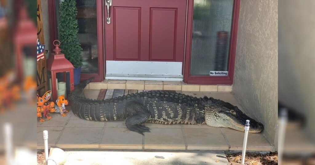 La familia se sorprende al encontrar un enorme cocodrilo en su casa