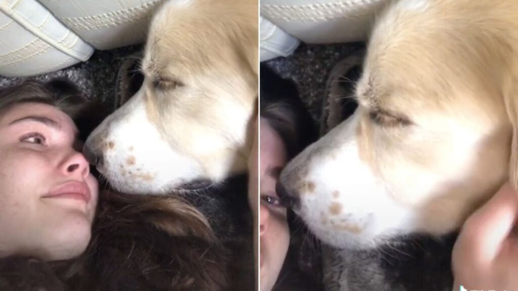 La emotiva despedida de una "influencer" y su perro con cáncer terminal