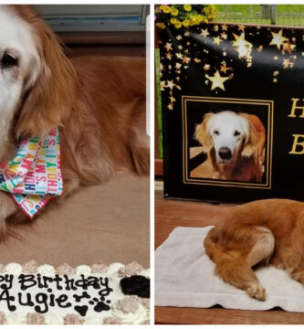 August cumplió 20 años y es el Golden Retriever más viejo del mundo.
