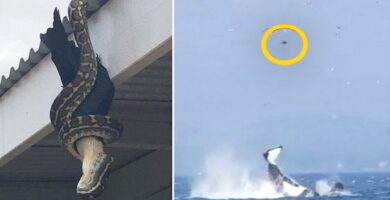 13 impactantes imagenes que muestran que la naturaleza banner