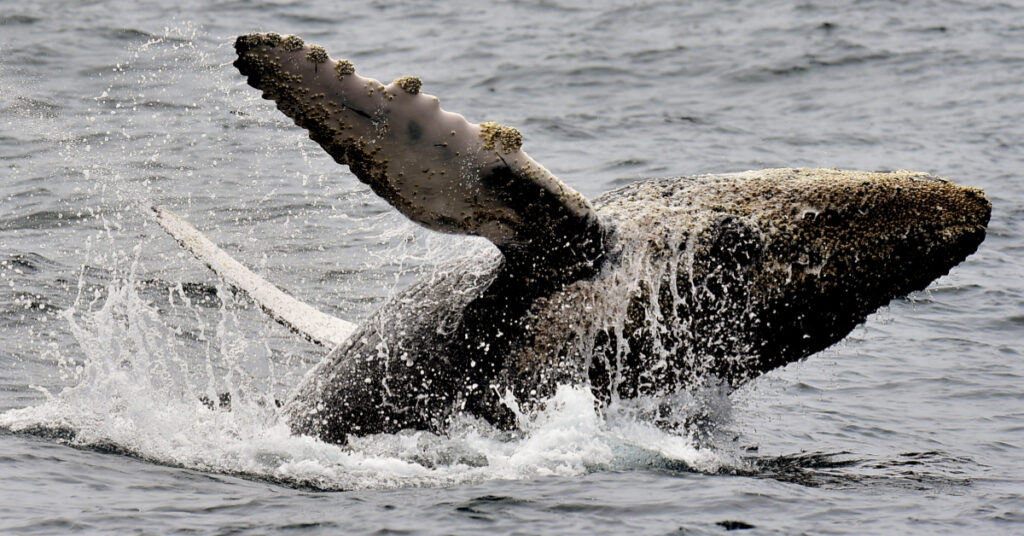 Una ballena bebé sorprende a los turistas y "pide" que la acaricien