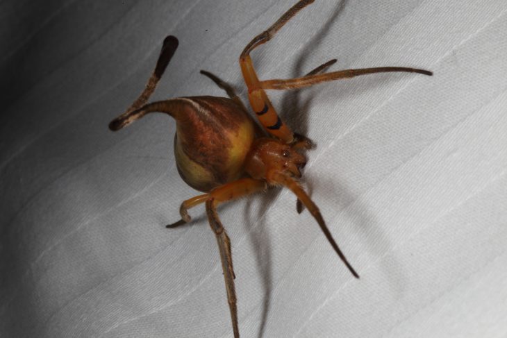 Araña imitando una hoja