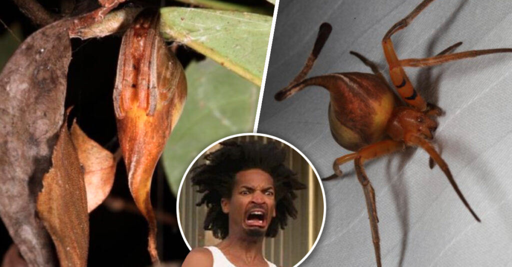 Descubres una araña que imita la apariencia de una hoja.