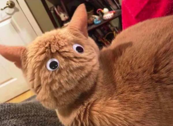 Pon tus ojos en la cabeza de tu gato
