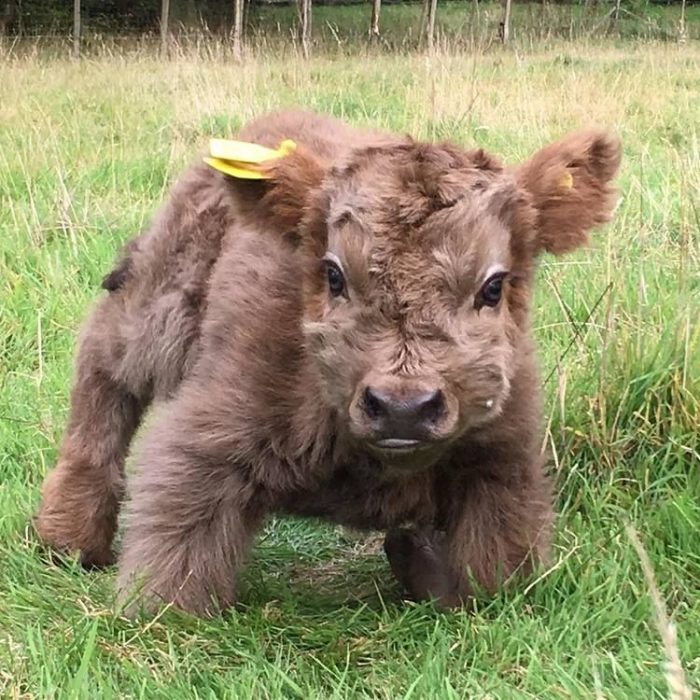 Vaca bebe marrón