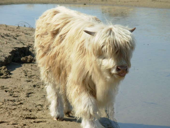 vaca blanca caminando cerca del río