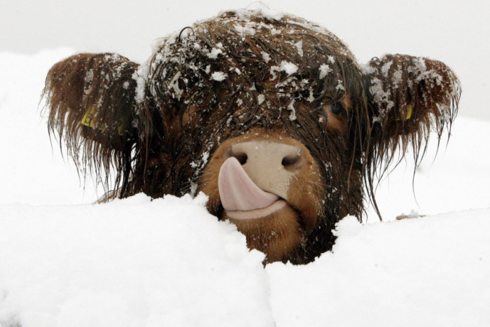 Vaca en la nieve saca la lengua