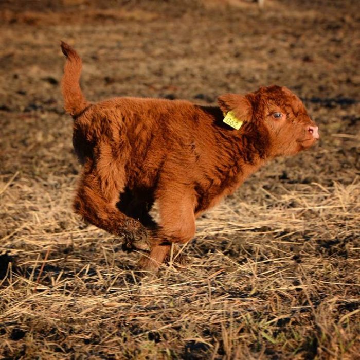 vaca corriendo