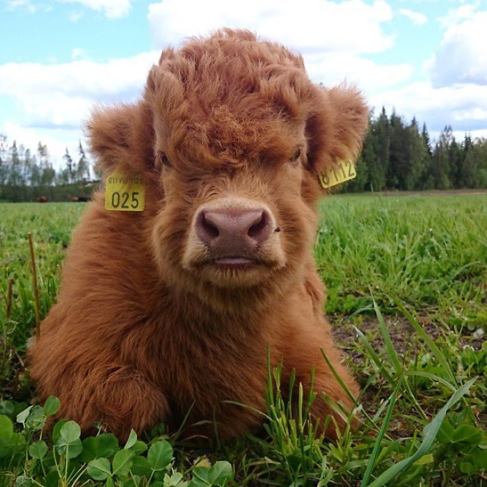 Vaca en el pasto