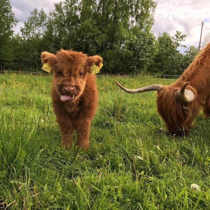 vaca marrón en pasto