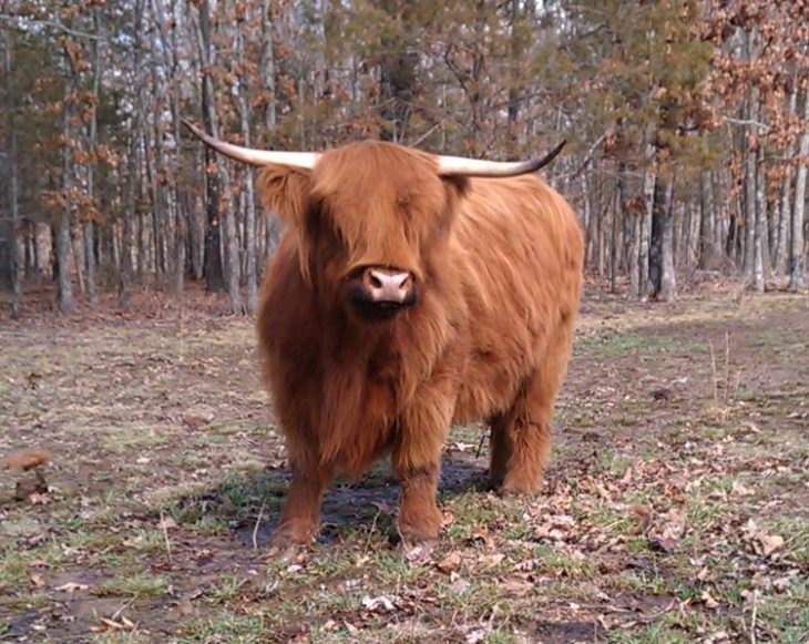 vaca marrón en el bosque