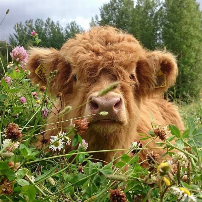 Vaca detrás de flores