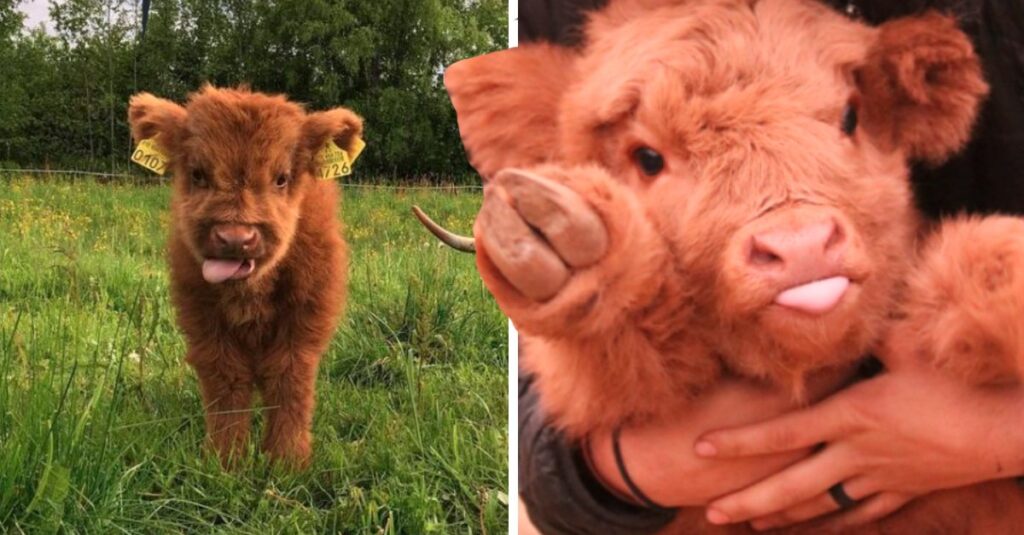 hermosas vacas parecen juguetes de peluche.  ¡Lo amarás!