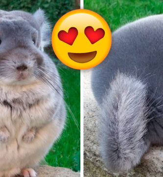 Conoce a las chinchillas, son el animal más lindo