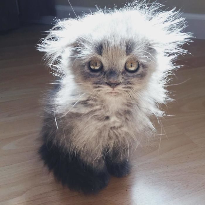 adorables gatos Maine Coon