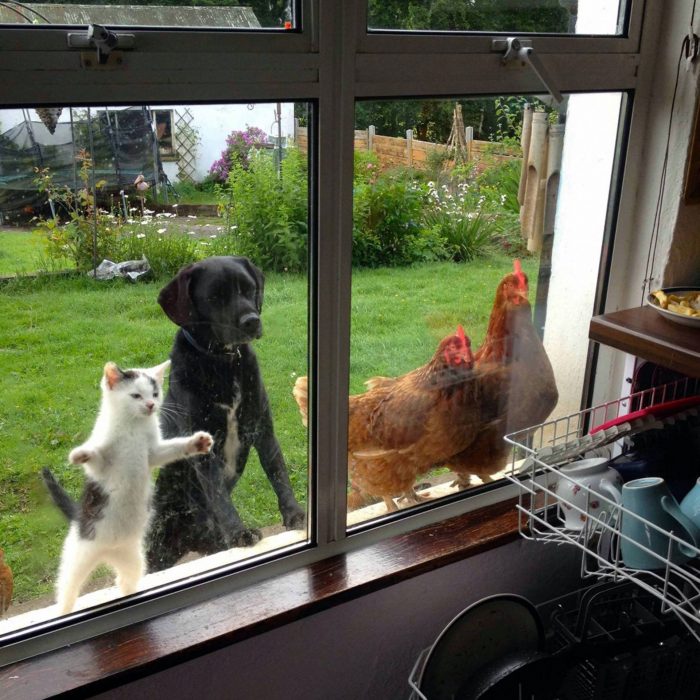 Los animales quieren volver a casa