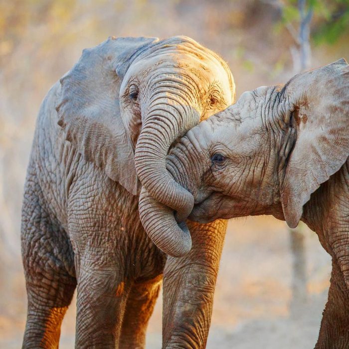 Beso de elefante 