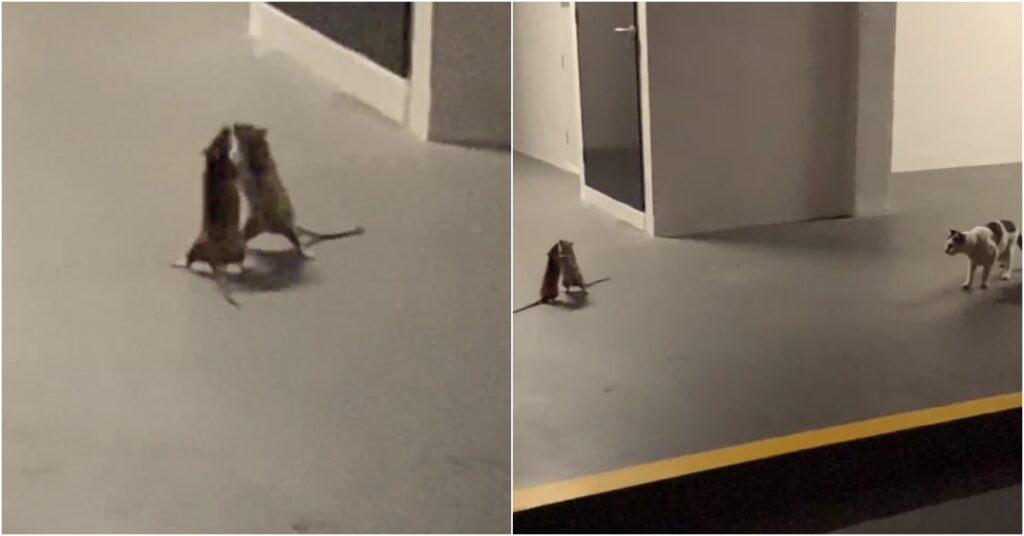 Dos ratas peleaban y un gato era su espectador