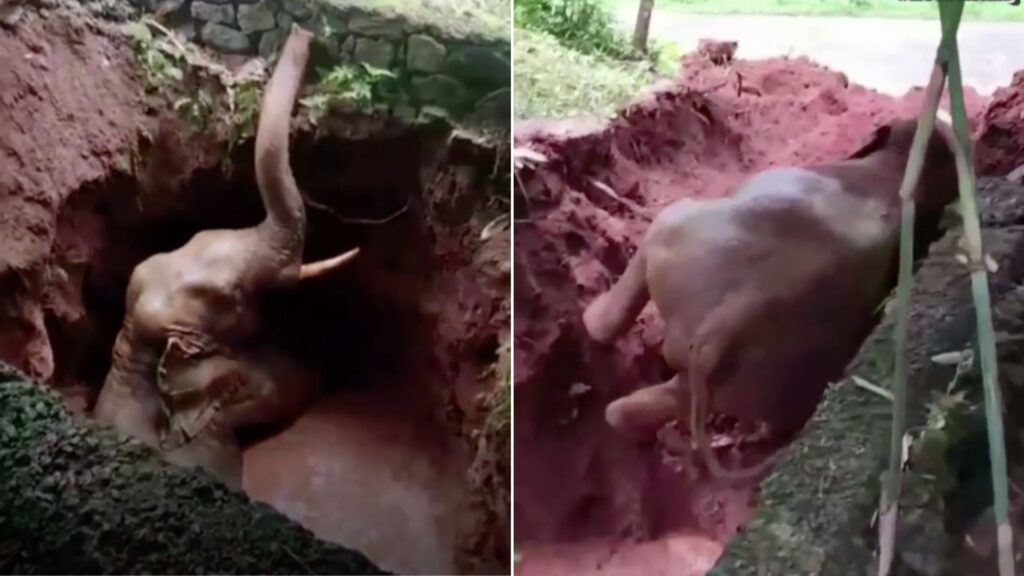 El desgarrador rescate de un elefante que cayó a un pozo