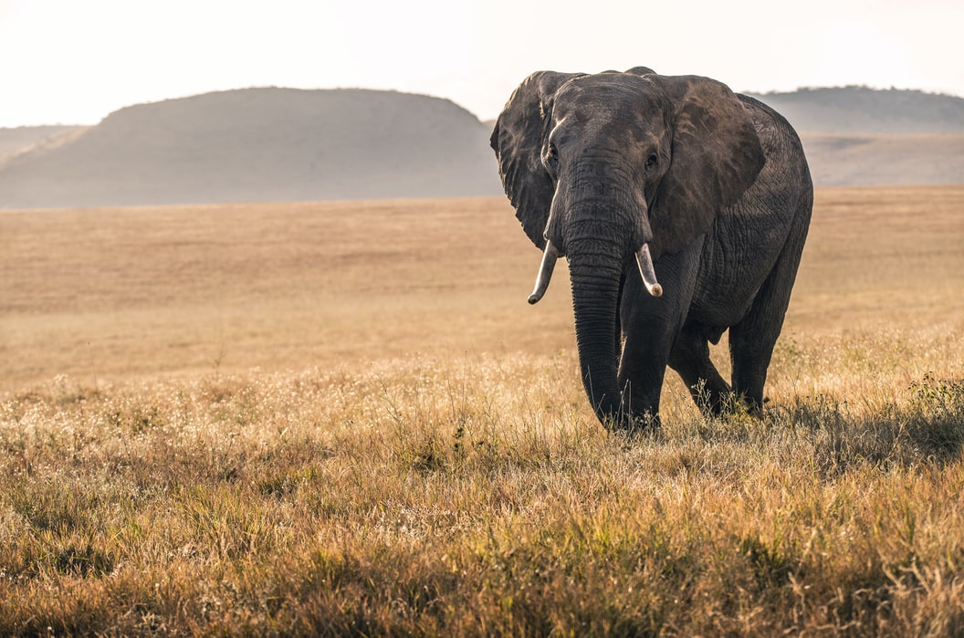 El desgarrador rescate de un elefante que cay&oacute; a un pozo