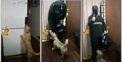 El perro protege a su amo y le da la máscara antes de que salga de la casa.