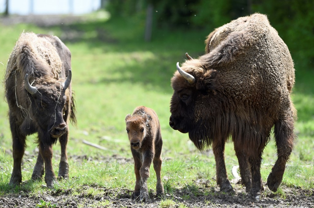 Bisonte ataca a mujer
