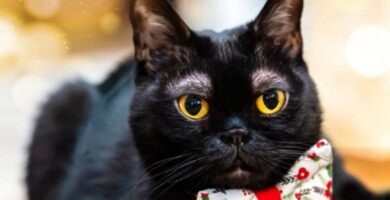 Este es el gato de las cejas que se viralizó en las redes sociales