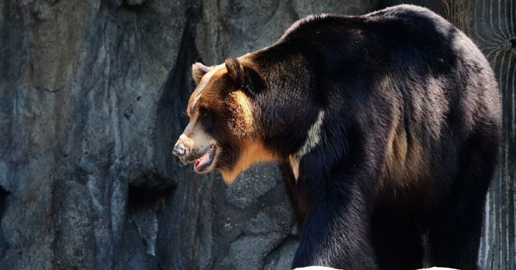 La mujer de 82 años se enfrentó a un oso que la atacó en Japón