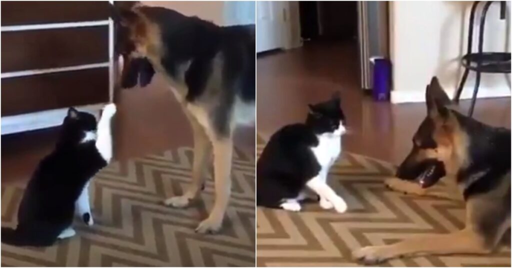 La pelea entre un gato y un perro terminó con una delicada reconciliación